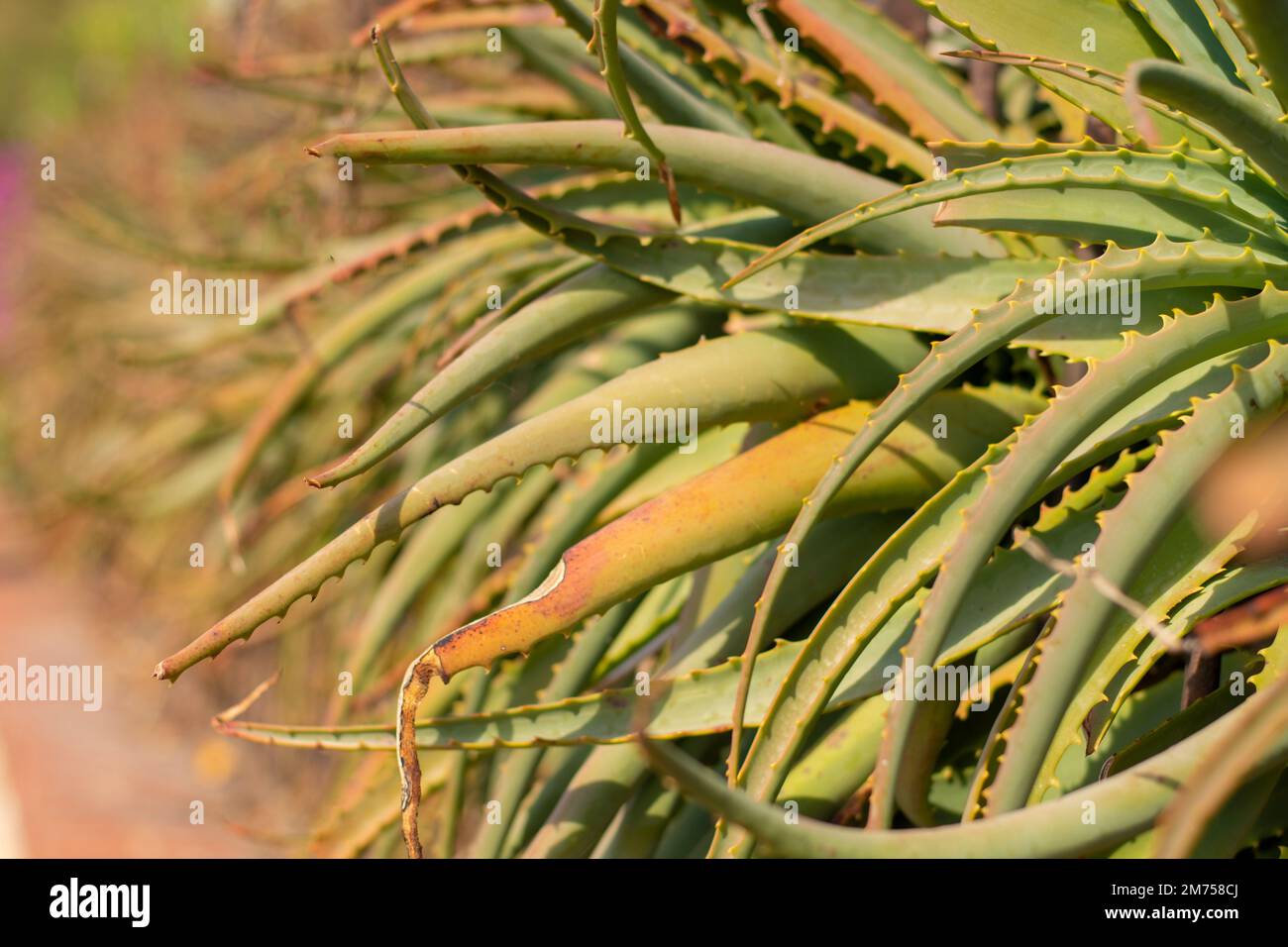 Aloe vera on the Italian coast Stock Photo