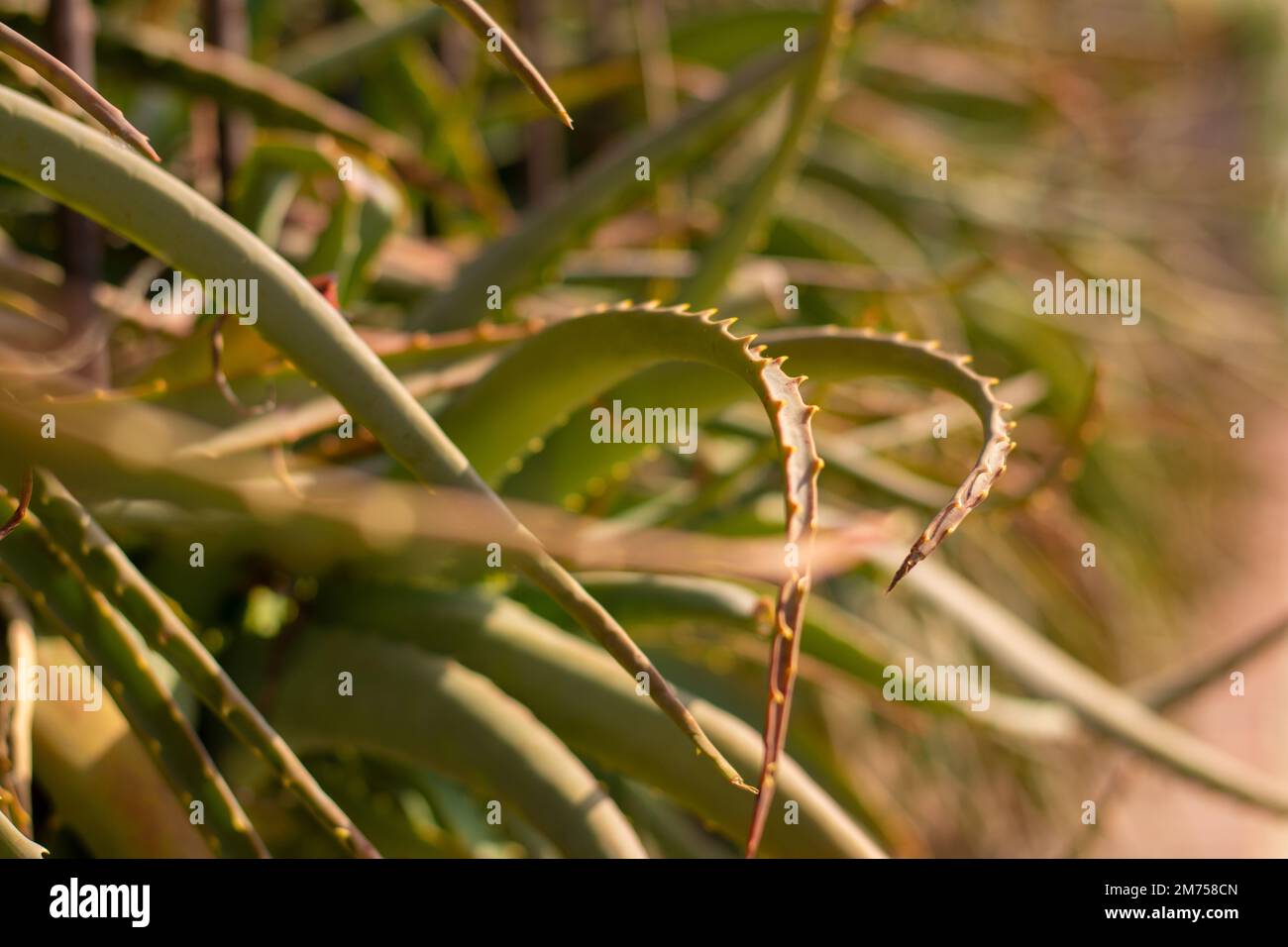 Aloe vera on the Italian coast Stock Photo