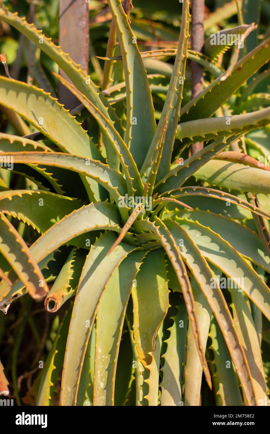 Aloe vera on the Italian coast Stock Photo