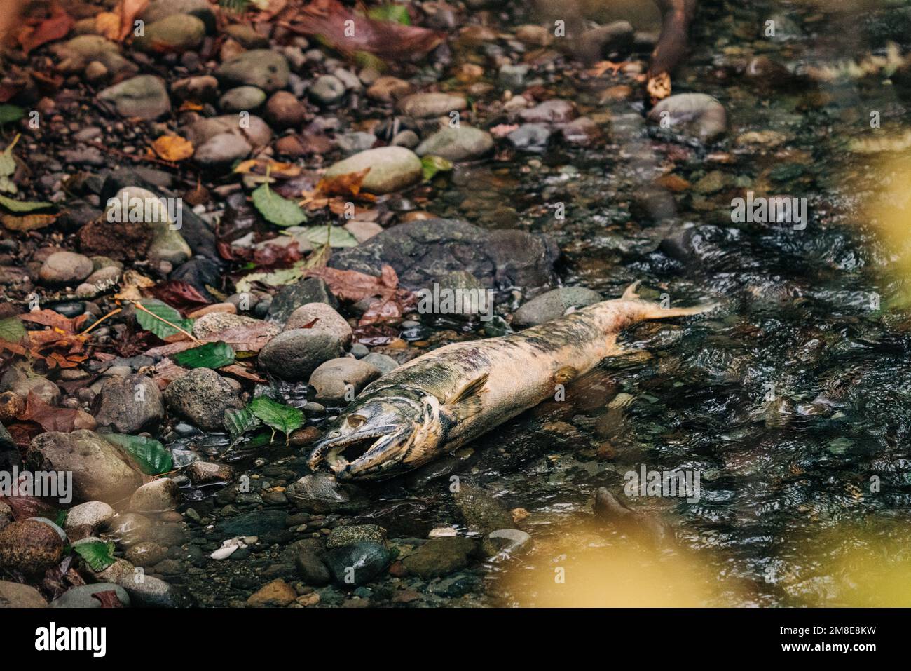 Full length view of a dead salmon after spawning in a creek Stock Photo