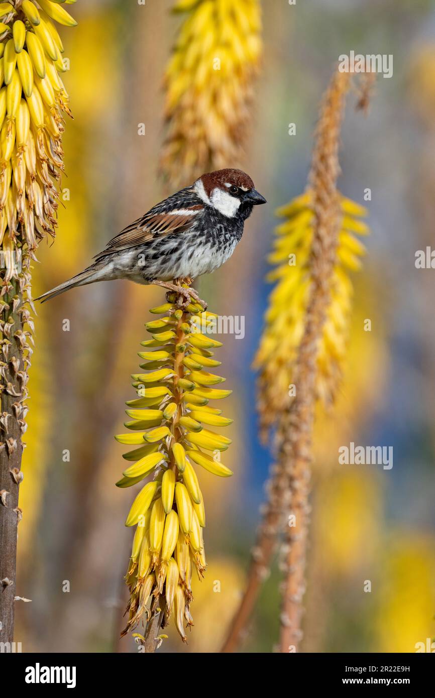 Spanish sparrow (Passer hispaniolensis), male sittin on blooming Aloe vera, Canary Islands, Lanzarote Stock Photo