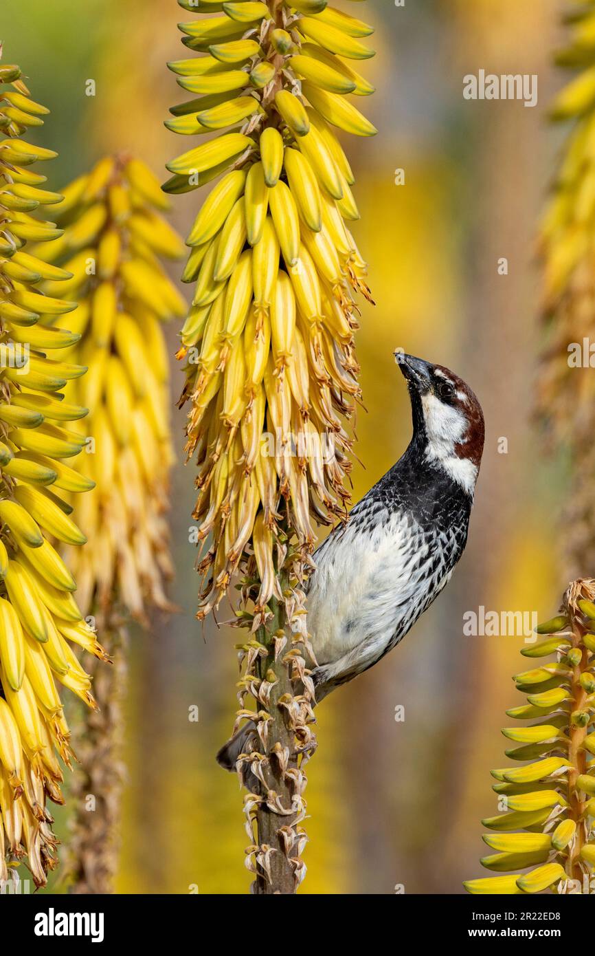 Spanish sparrow (Passer hispaniolensis), male sittin on blooming Aloe vera, Canary Islands, Lanzarote Stock Photo