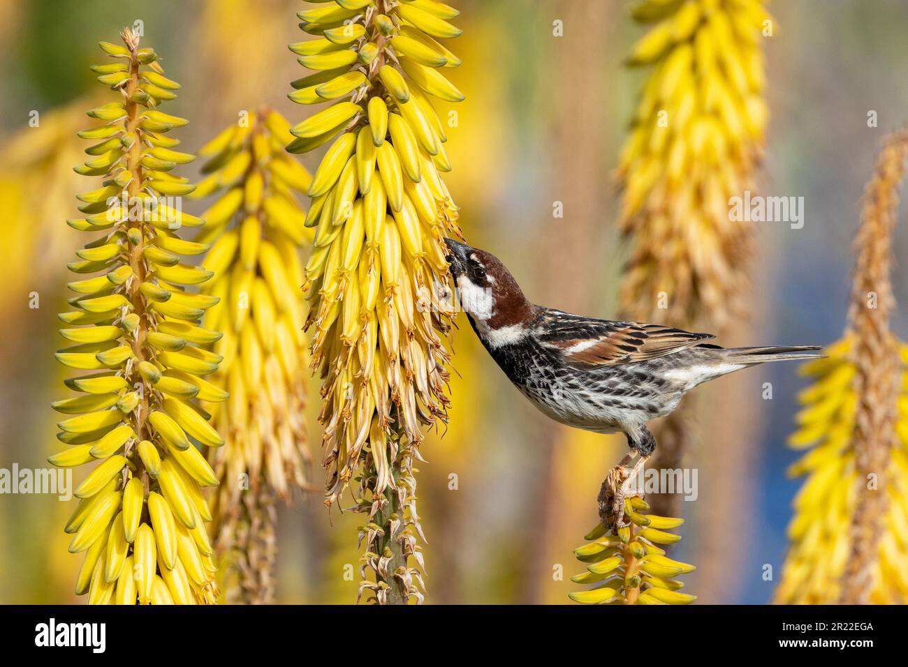 Spanish sparrow (Passer hispaniolensis), male sittin on blooming Aloe vera, Canary Islands, Lanzarote Stock Photo