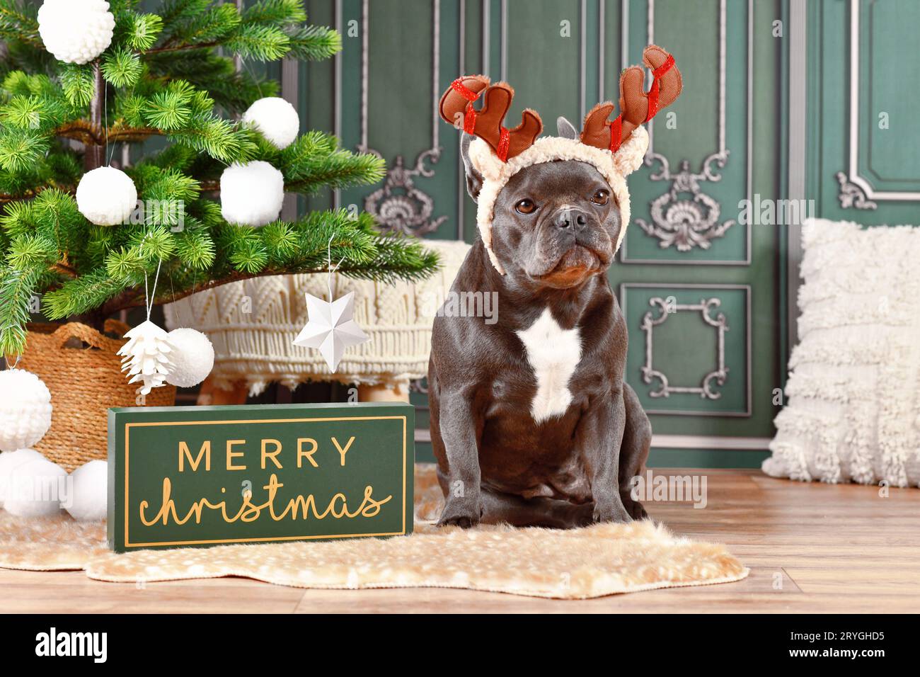 Black French Bulldog dog with reindeer costume antlers sitting next to Christmas tree Stock Photo