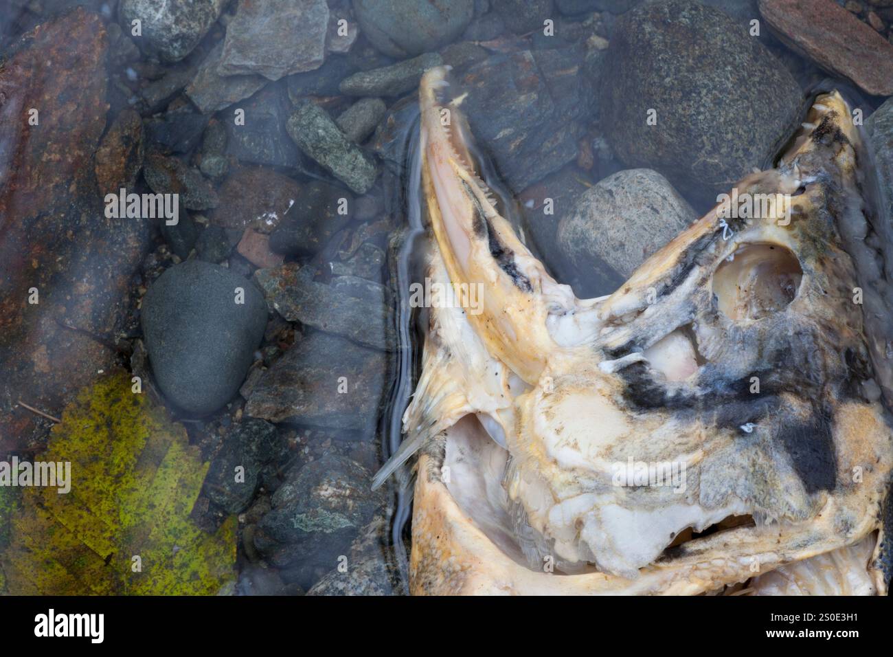 Dead salmon on a steam bed after spawning Stock Photo