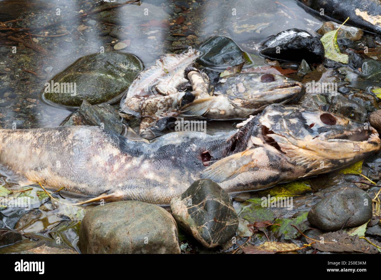 Dead salmon on a steam bed after spawning Stock Photo