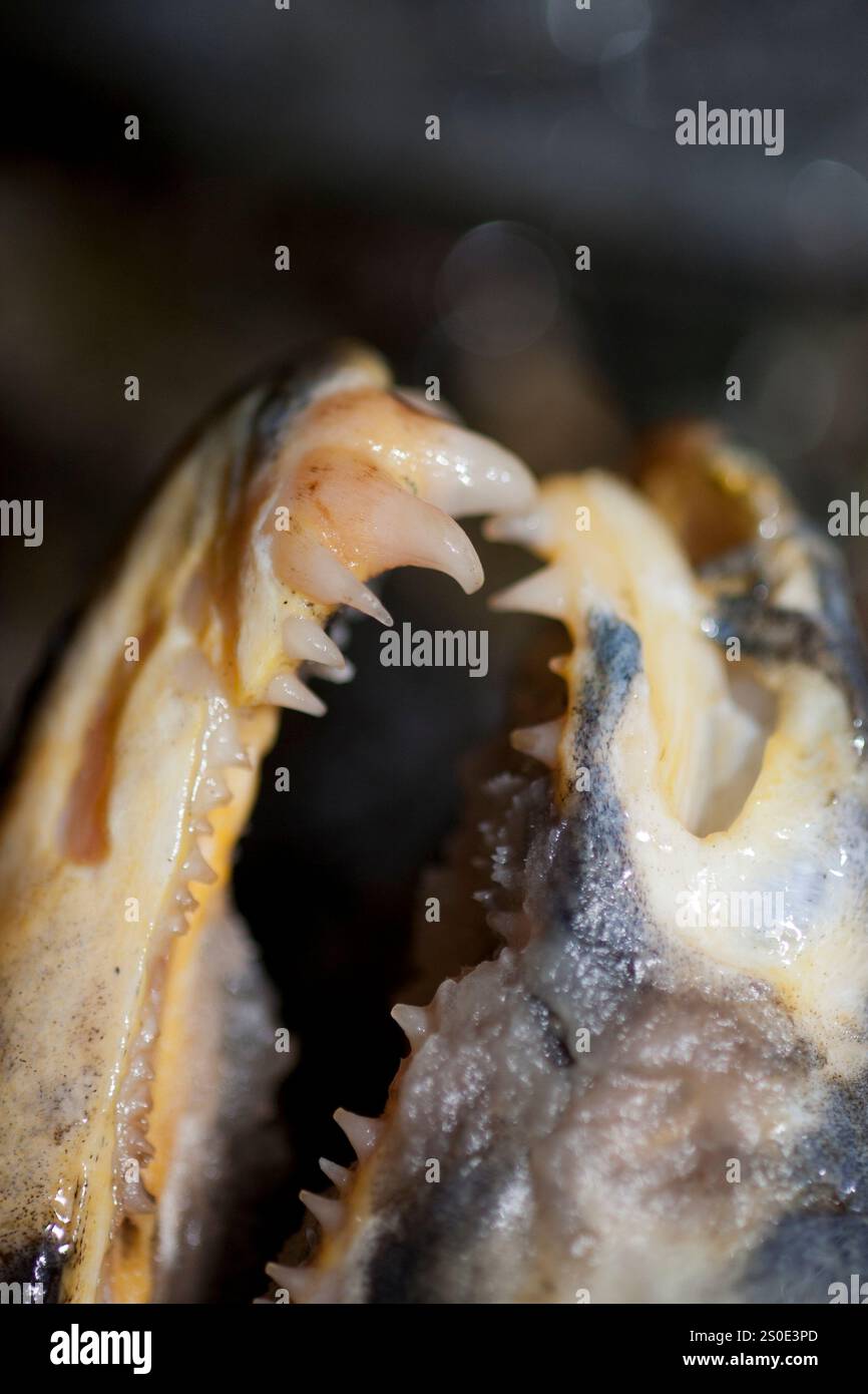 Dead salmon on a steam bed after spawning Stock Photo