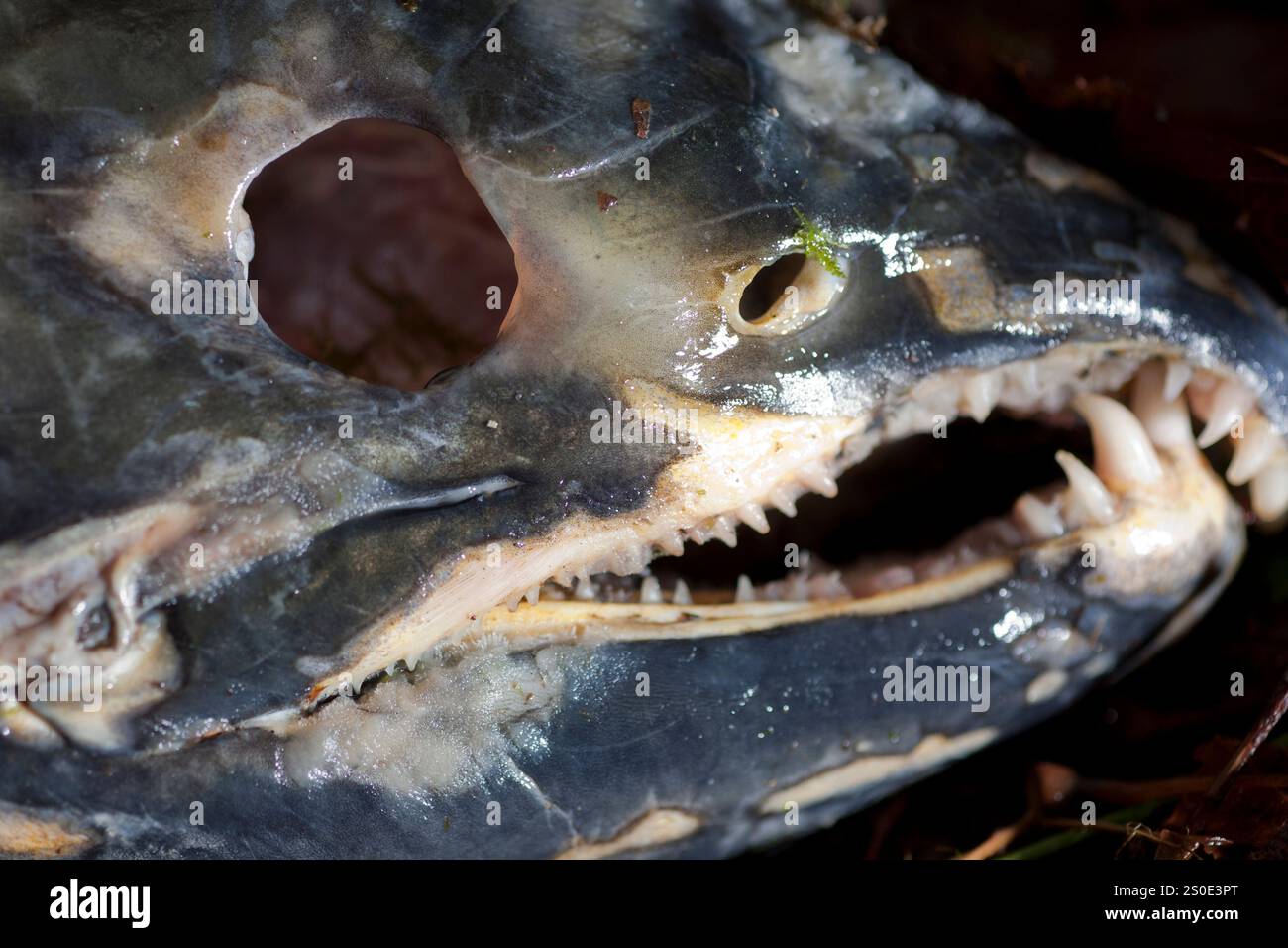 Dead salmon on a steam bed after spawning Stock Photo