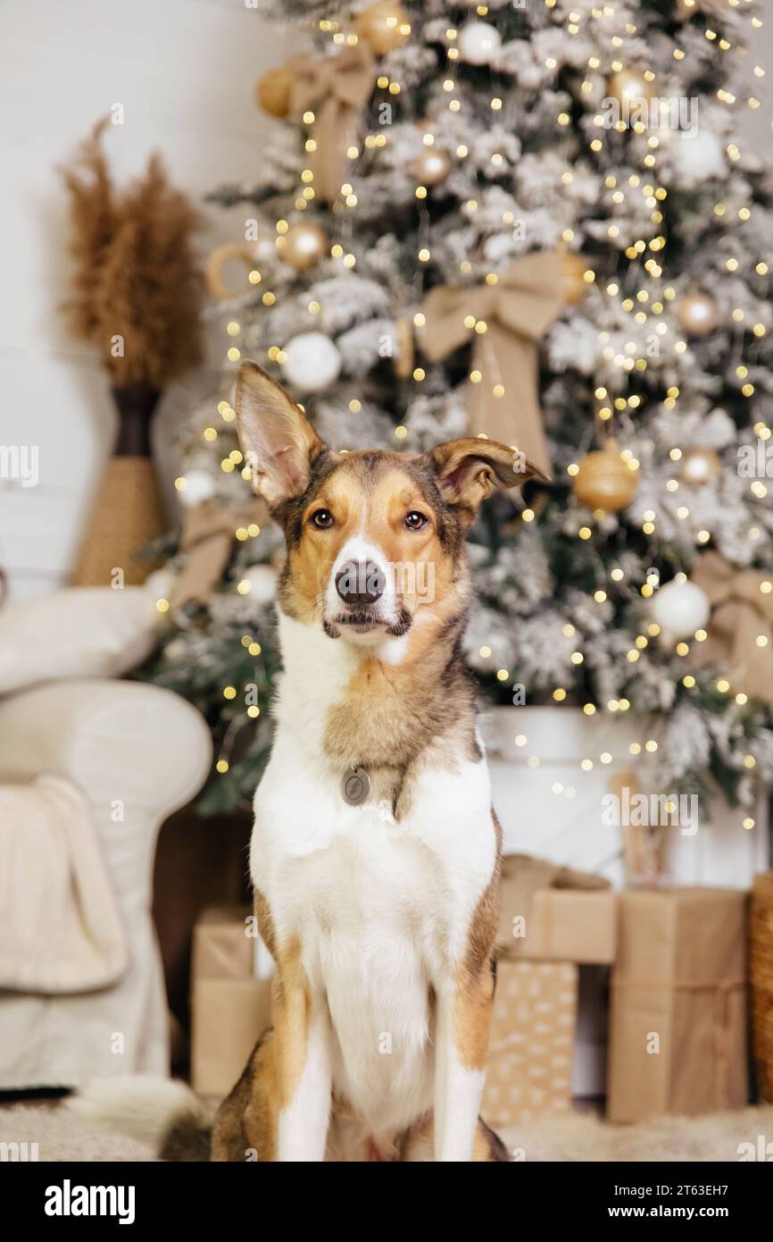 Happy New Year, Christmas holidays and celebration. Dog with the Christmas tree. Stock Photo