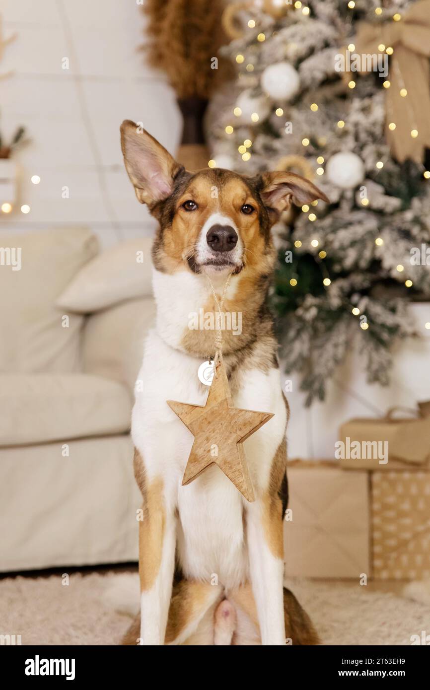 Happy New Year, Christmas holidays and celebration. Dog with the Christmas tree. Stock Photo