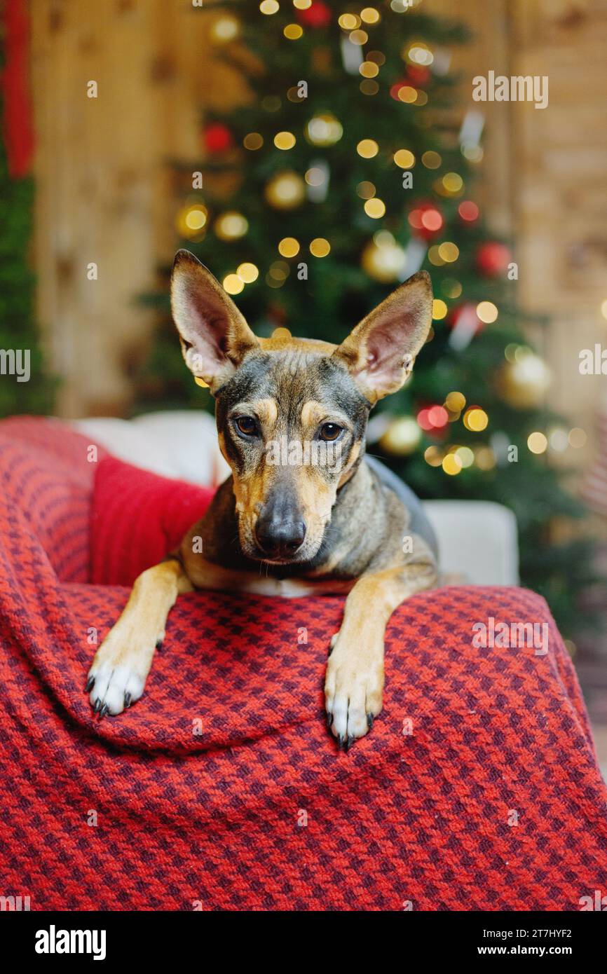 Happy New Year, Christmas holidays and celebration. Dog  near the Christmas tree. Stock Photo