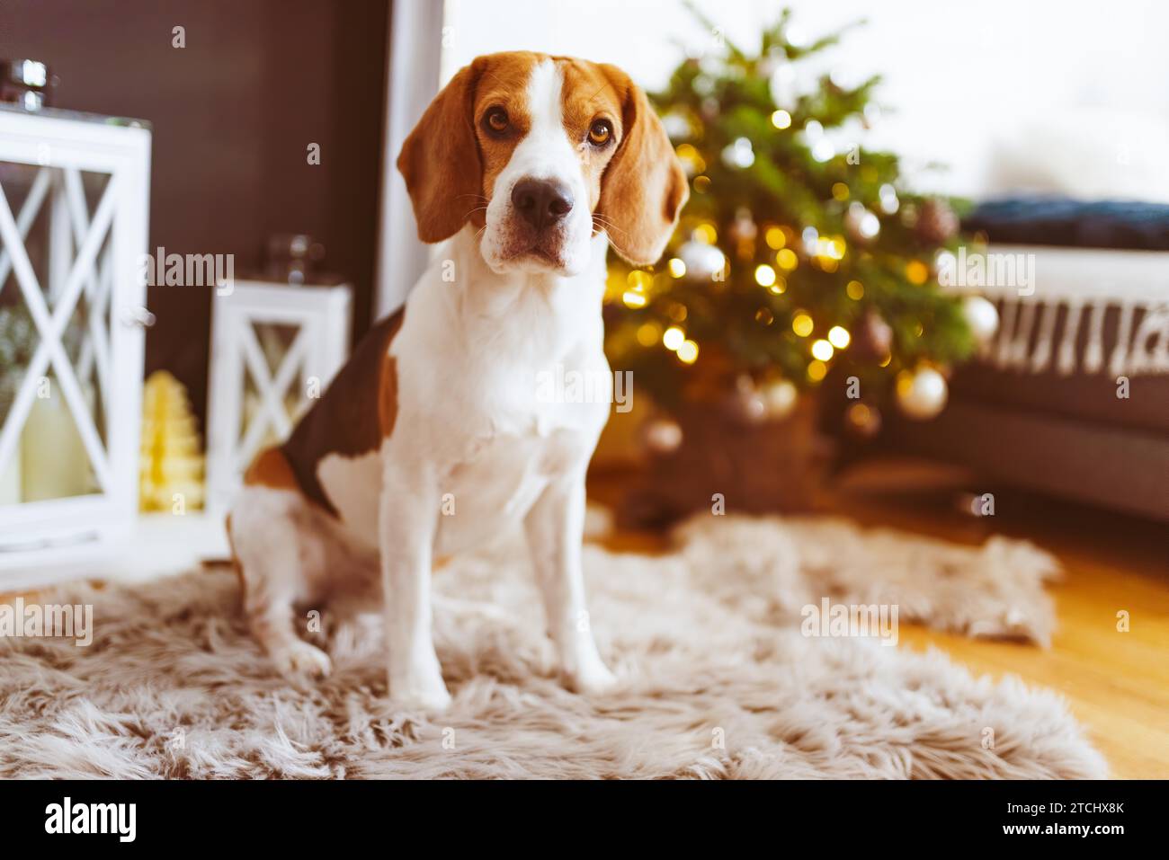 Beagle dog lying on carpet in cozy home. Indoors background Stock Photo