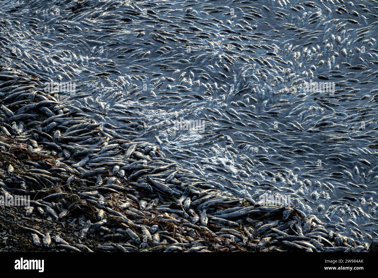 Dead Kokanee Salmon after Spawning Stock Photo