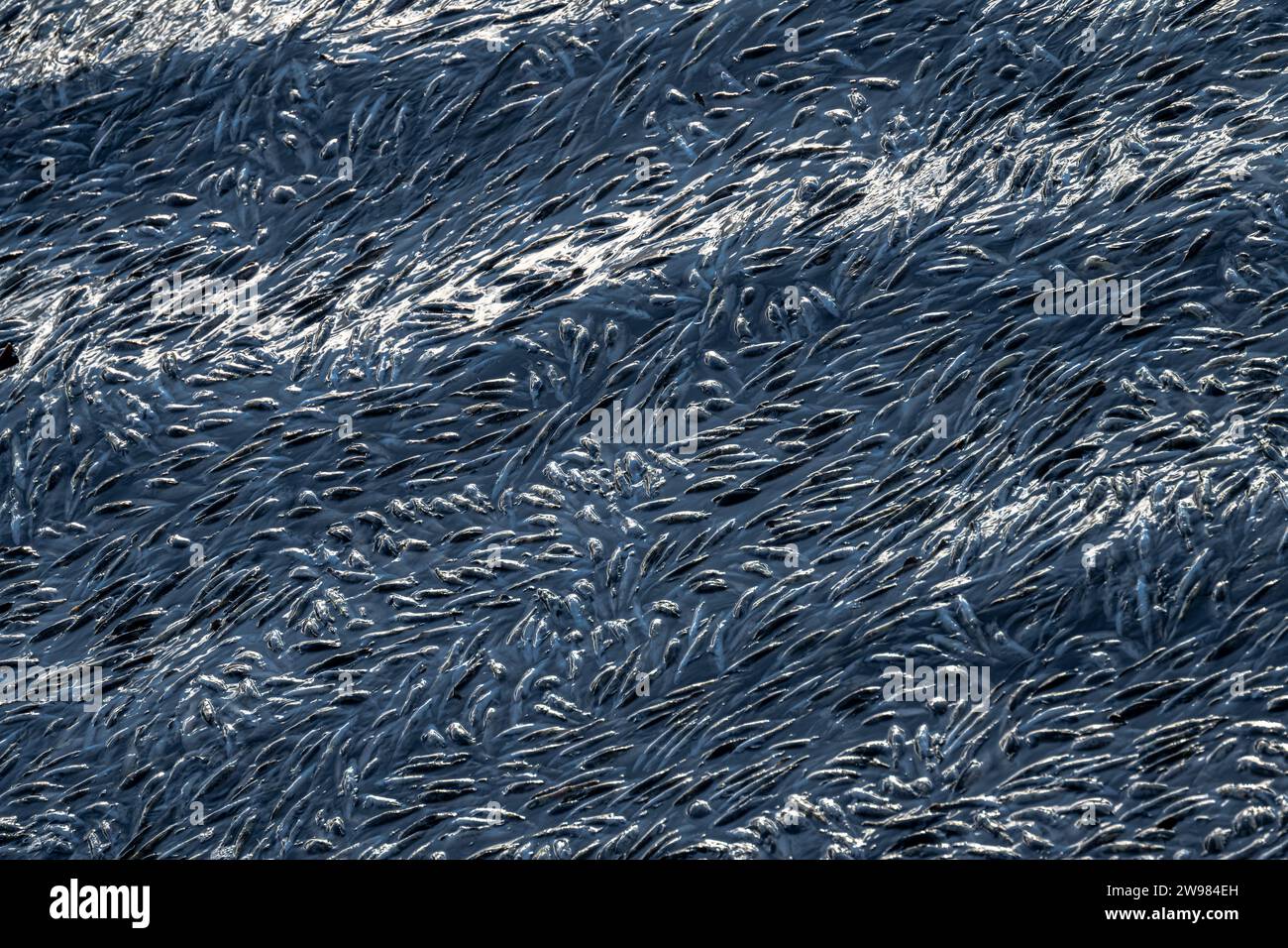 Dead Kokanee Salmon after Spawning Stock Photo