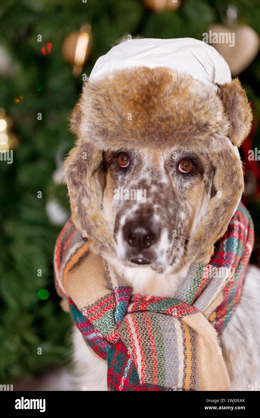 Large dog in winter hat and Christmas tree Stock Photo