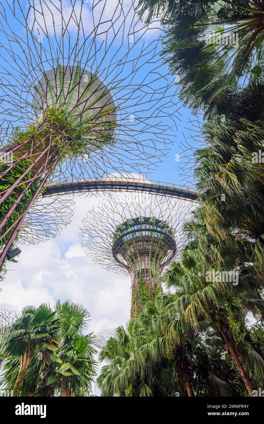 The elevated walkway through the Supertree Grove at Gardens by the Bay, Singapore Stock Photo