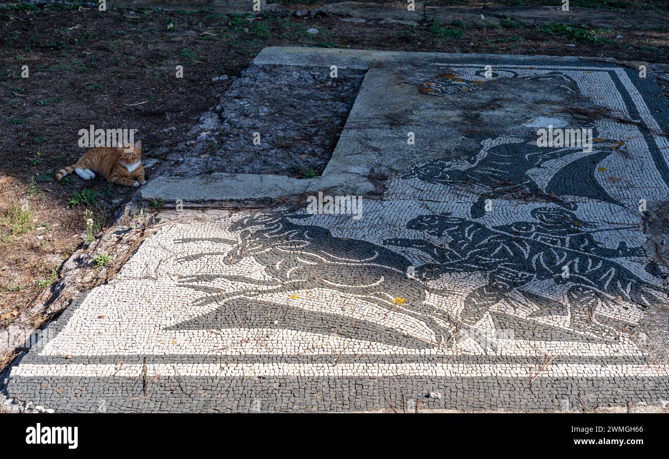 Cat resting next to ancient roman mosaic in Italy Stock Photo