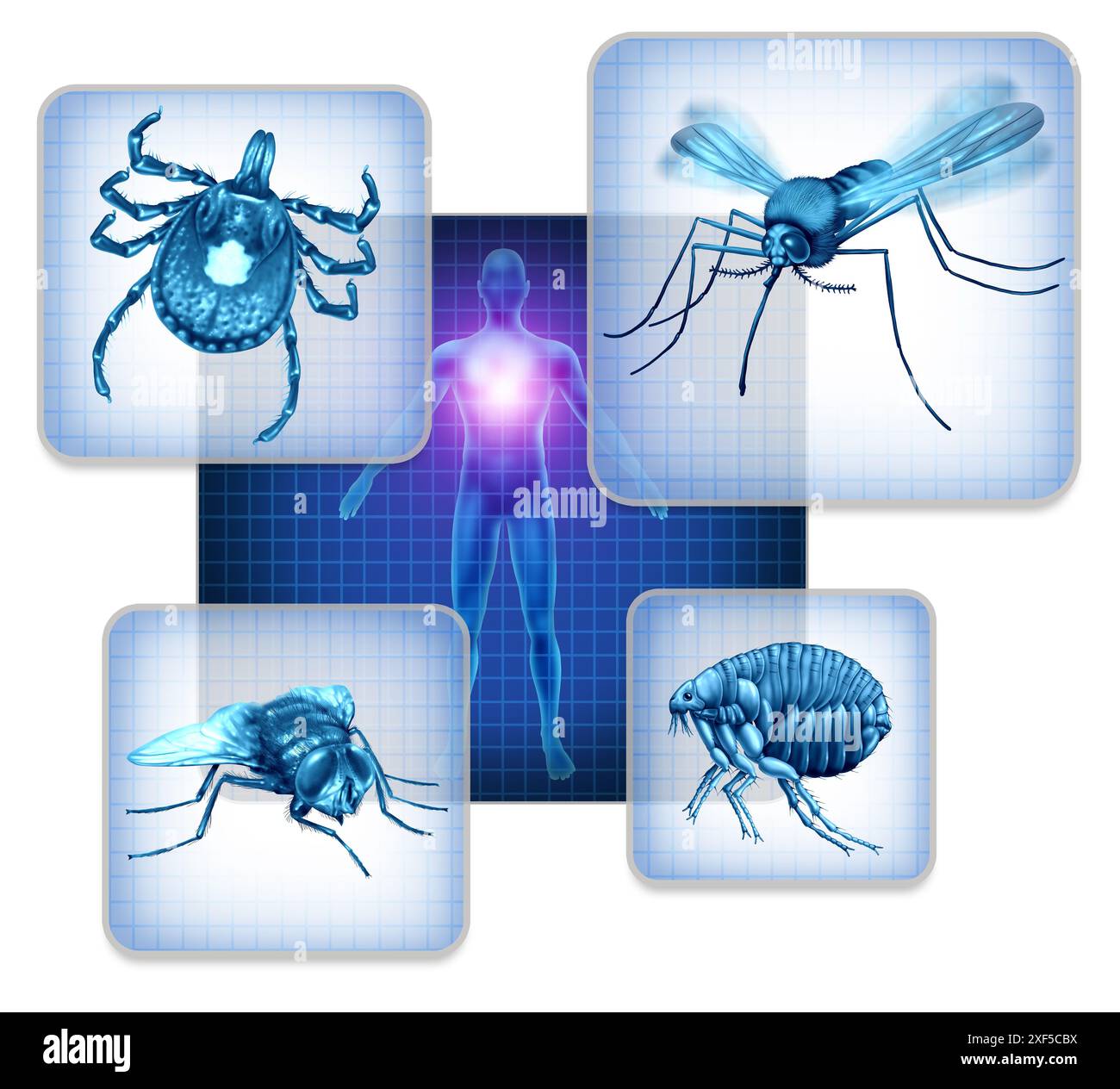 Vector Borne Disease as pathogens and parasites transmitted by vectors as ticks a fly or mosquito and fleas as a flea infection or spreading a virus t Stock Photo