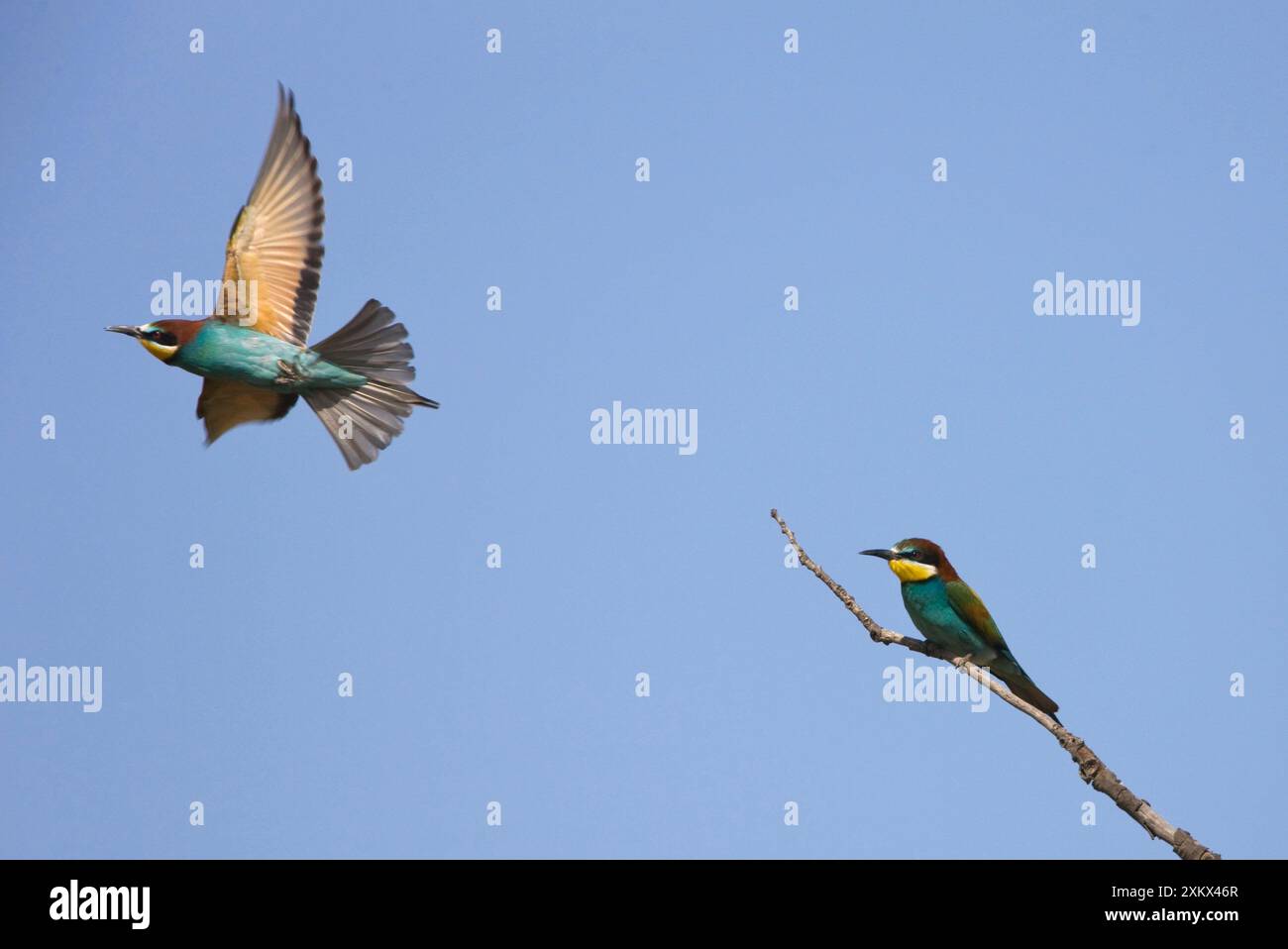 European beeaters Stock Photo