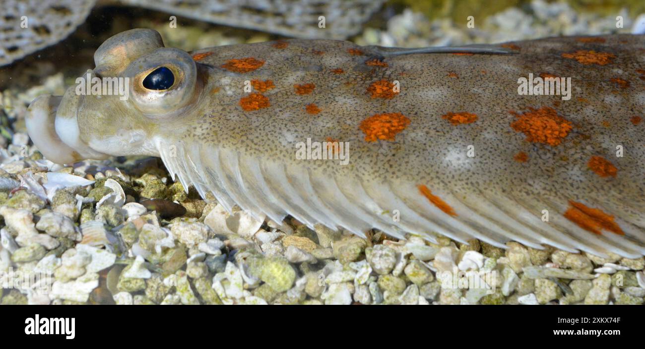 European Plaice Stock Photo