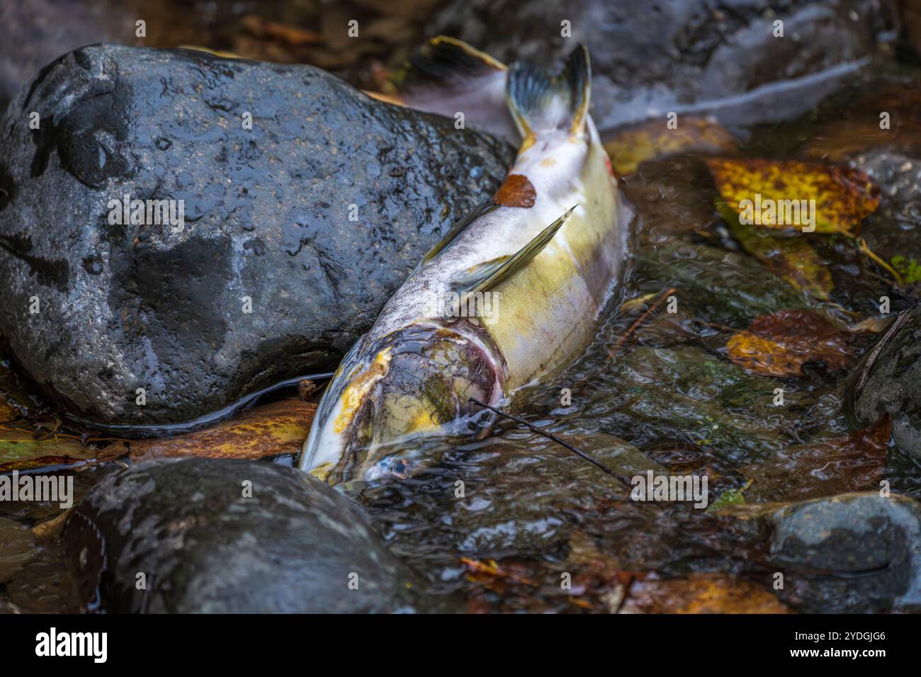 The body of a Pacific salmon lies in shallow water having died after spawning Stock Photo