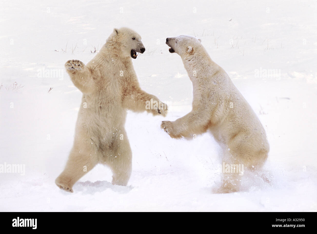 Polar bears sparring Cape Churchill Manitoba Canada Stock Photo