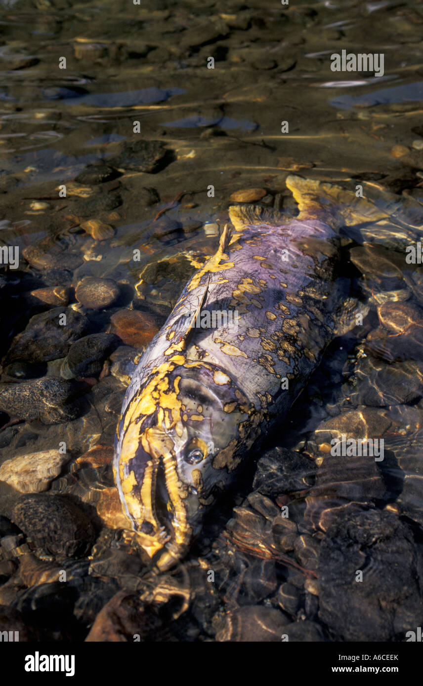 Dead salmon in river after spawning Wenatchee River Cascade Mountains Wenatchee National Forest Washington Stock Photo