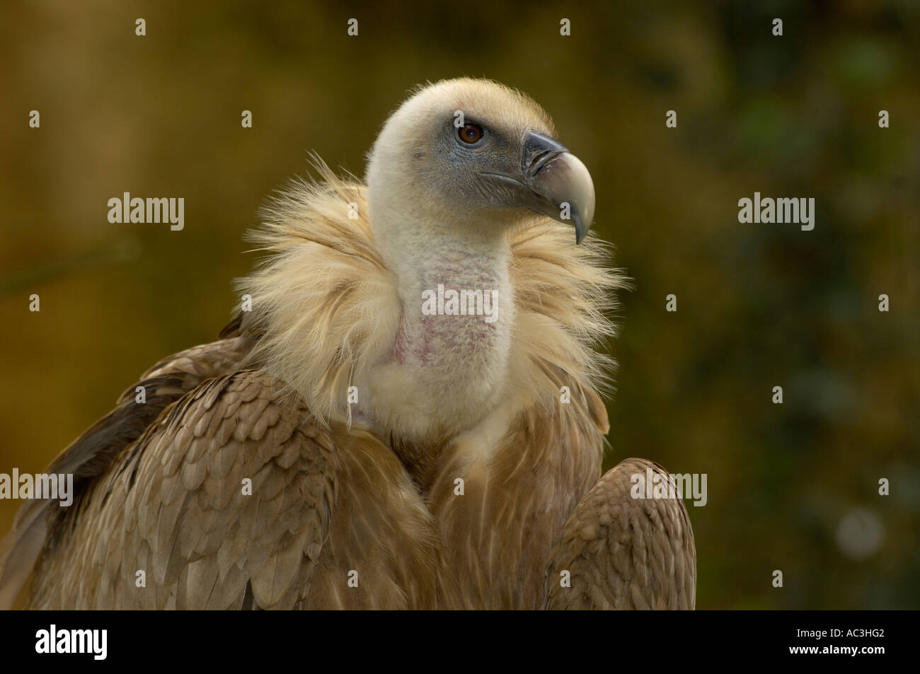 Griffon Vulture European Gyps fulvus Stock Photo