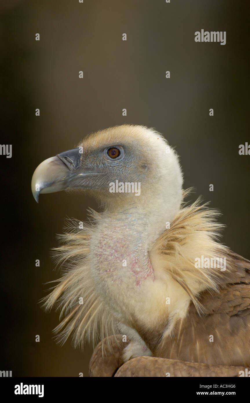 Griffon Vulture European Gyps fulvus Stock Photo