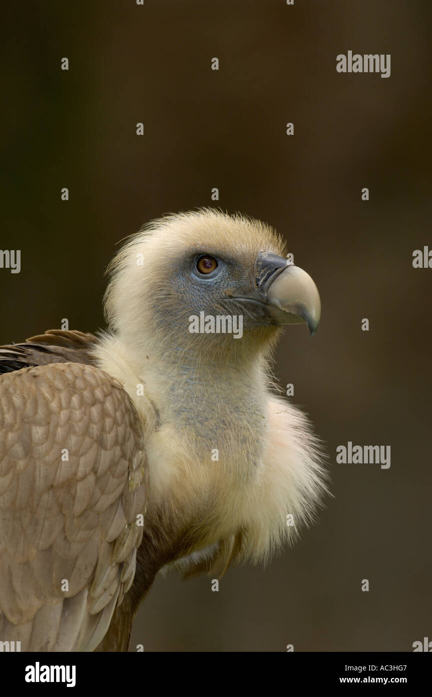 Griffon Vulture European Gyps fulvus Stock Photo