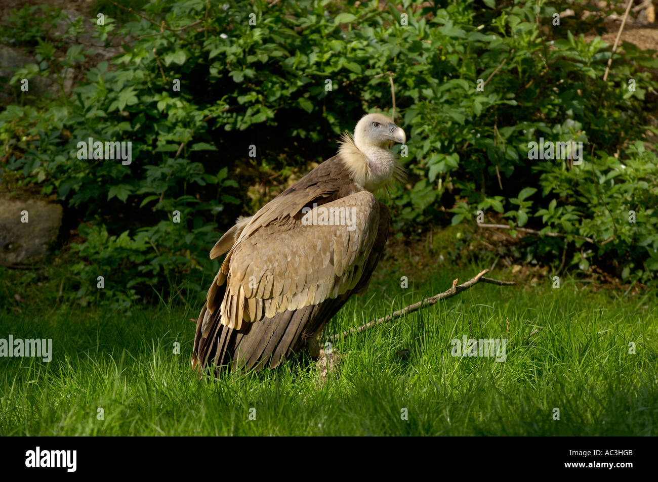 Griffon Vulture European Gyps fulvus Stock Photo