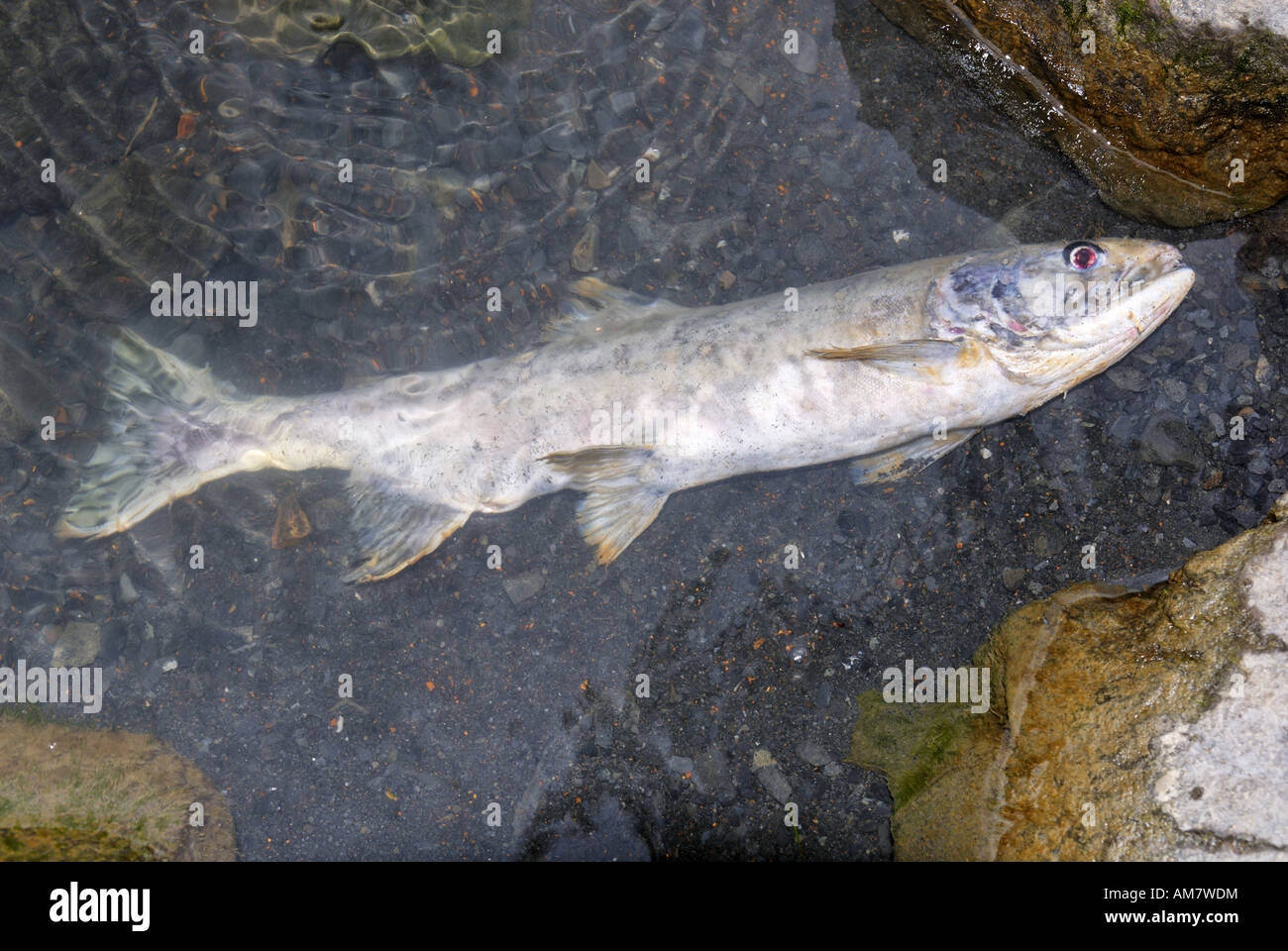 Pacific salmon, died after spawning, Alaska, USA Stock Photo