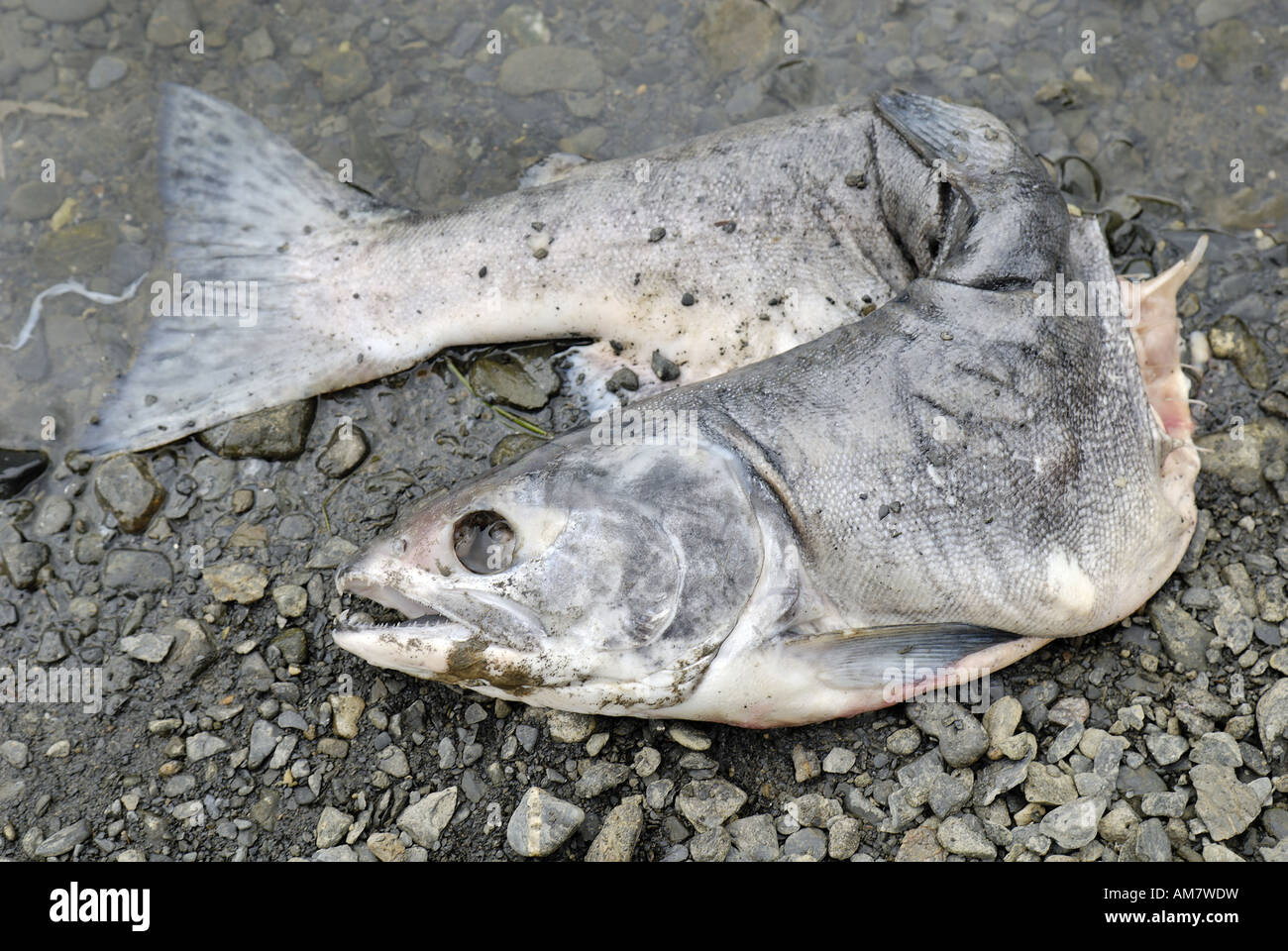 Pacific salmon, died after spawning, Alaska, USA Stock Photo