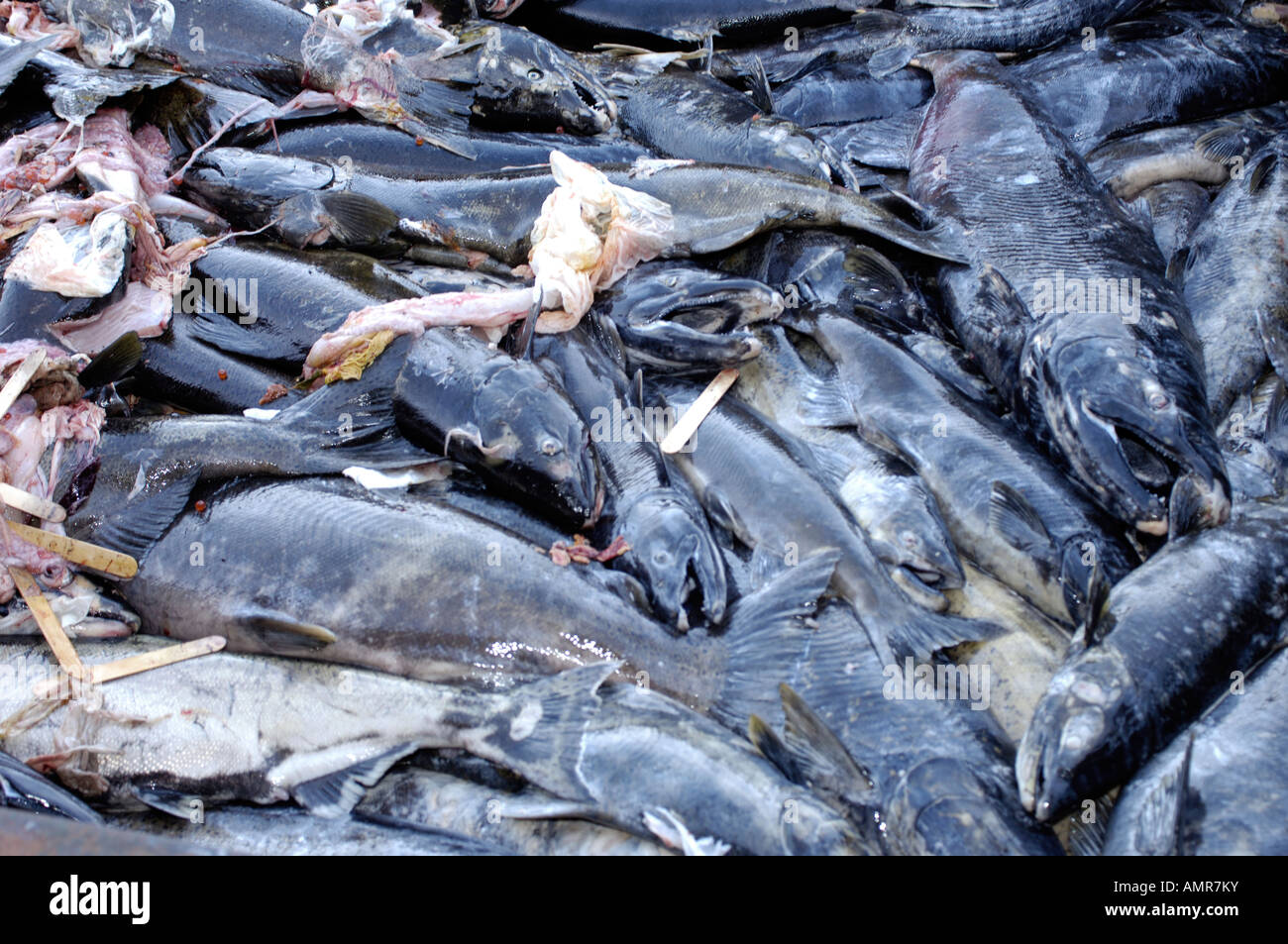 Dead Chum Salmon removed from the River Qualicum after Spawning Stock Photo