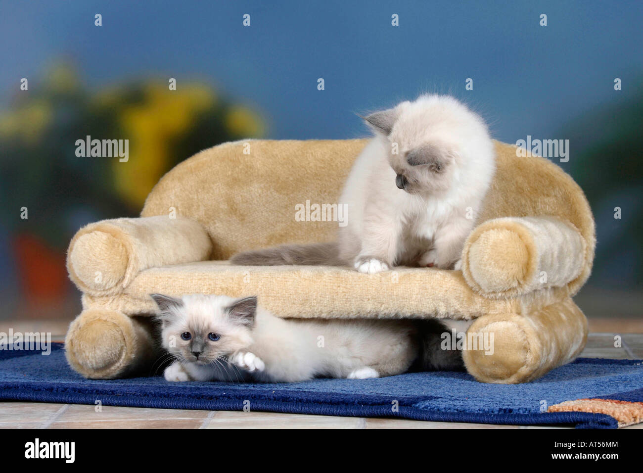 Sacred Cats of Birma kittens 8 weeks blue point Stock Photo