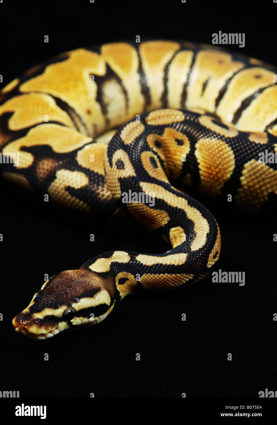 Ball Python/ Royal Python Stock Photo