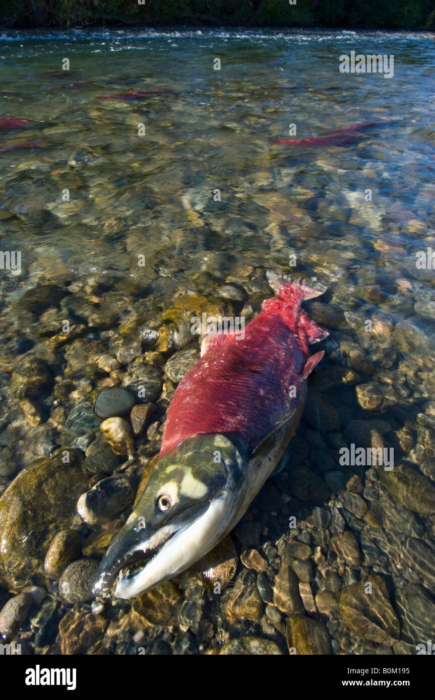 Sockeye Salmon, dead male after spawning, Adams River BC Canada Stock Photo