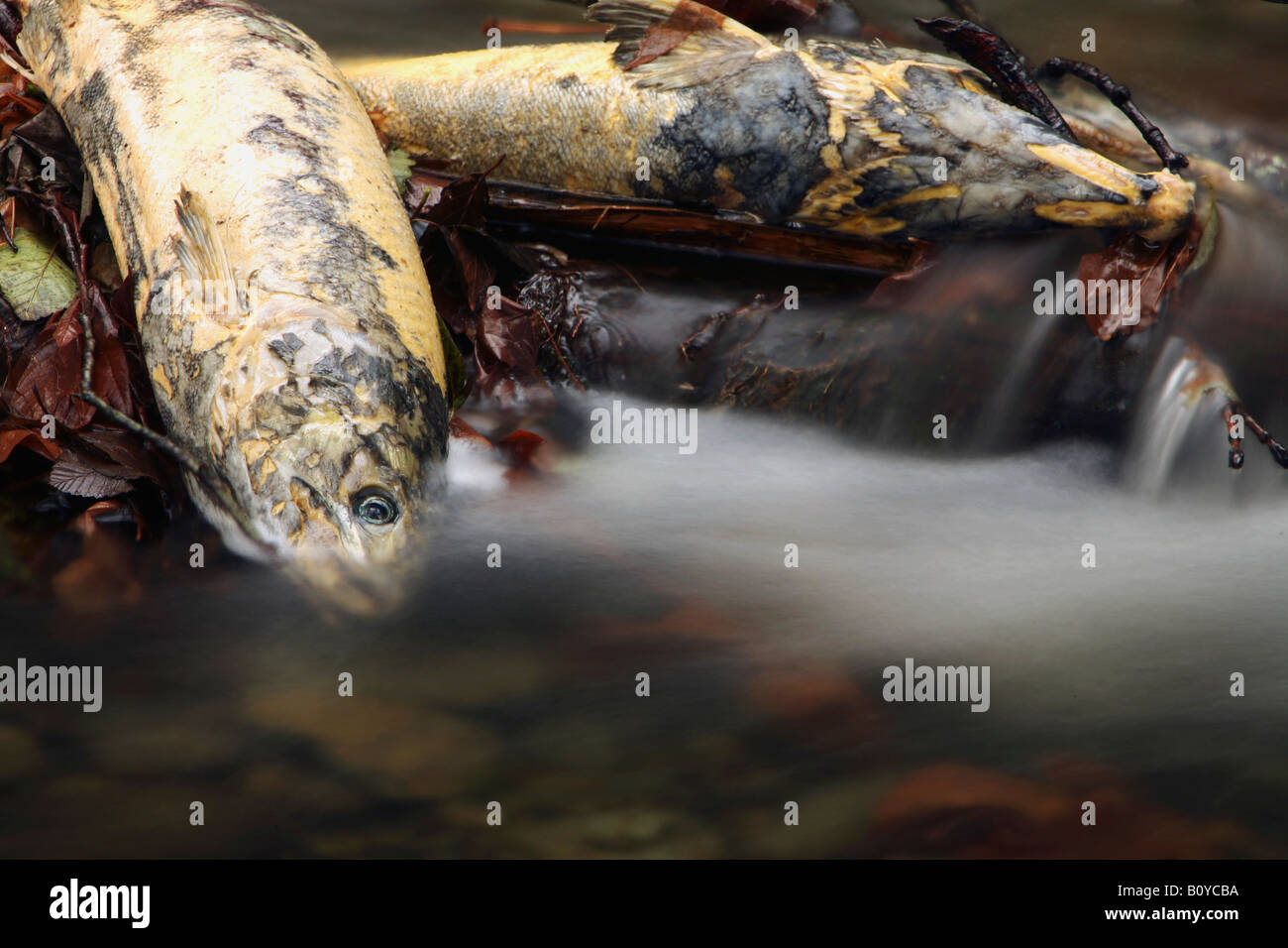 Dead Salmon beside a river after spawning Stock Photo