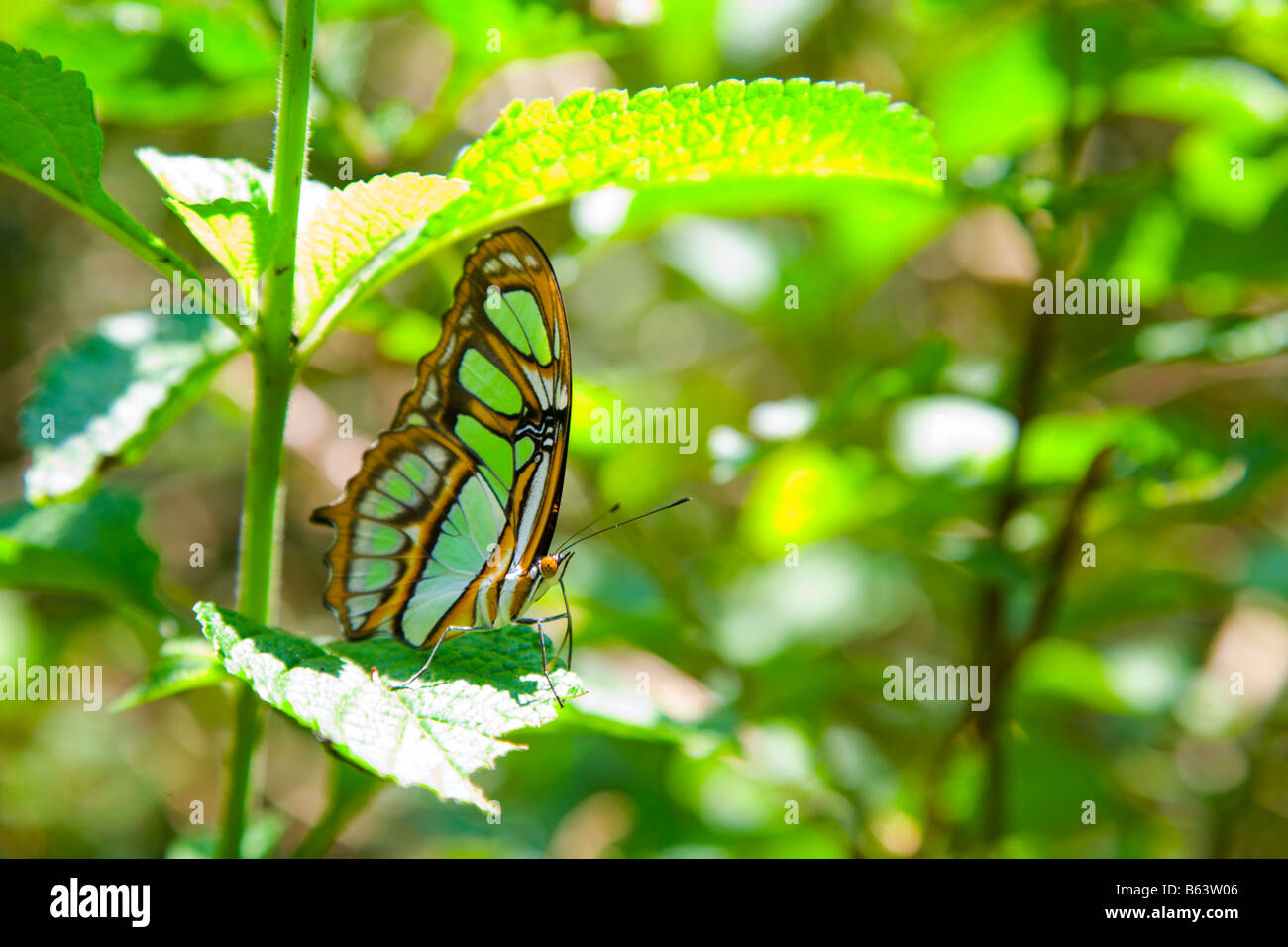 Pearly Malachite Stock Photo