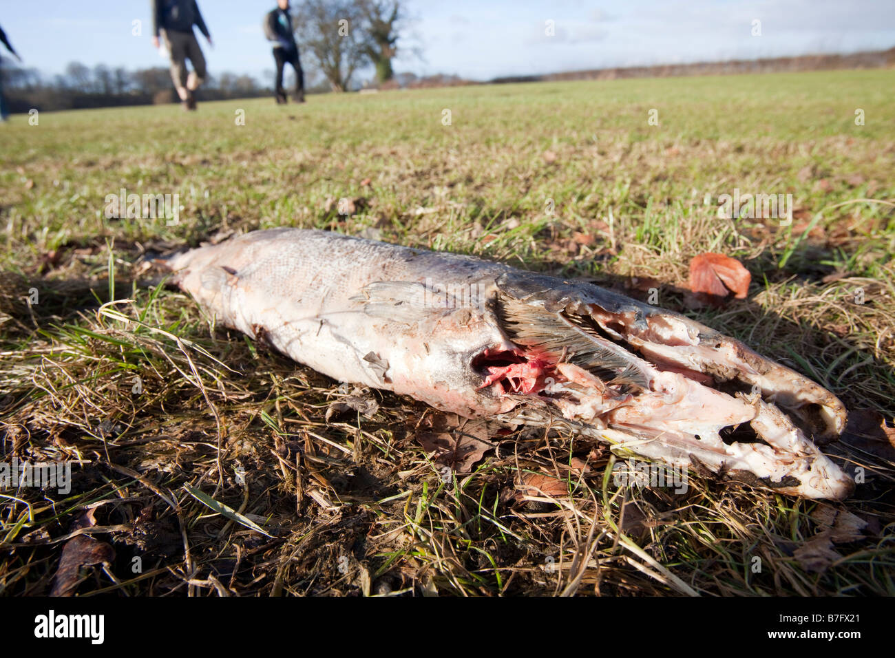 A dead Atlantic salmon washed up on the banks of the River Ribble near Clitheroe Lancashire UK after it had spawned Stock Photo