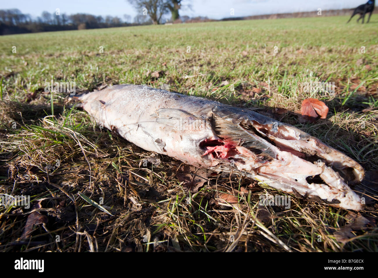 A dead Atlantic salmon washed up on the banks of the River Ribble near Clitheroe Lancashire UK after it had spawned Stock Photo