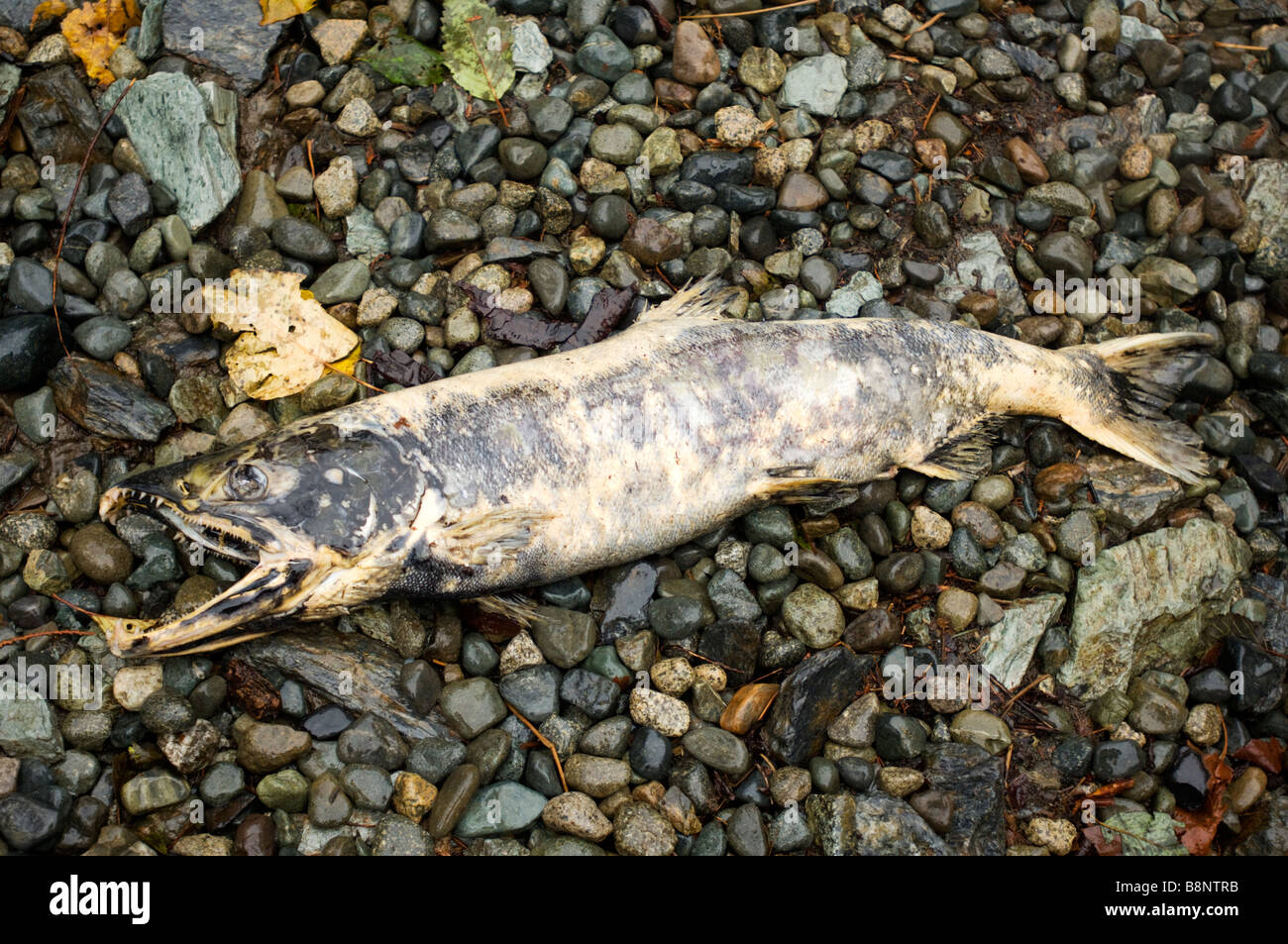 Dead Salmon after spawning Vancouver Island British Columbia Stock Photo