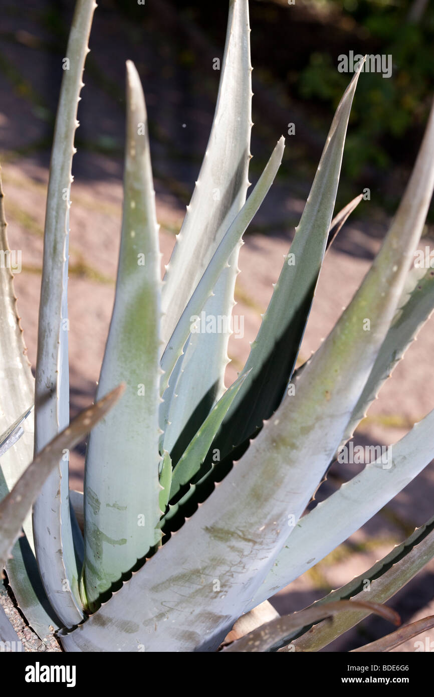 Medicinal Aloe, Äkta aloe (Aloe vera) Stock Photo