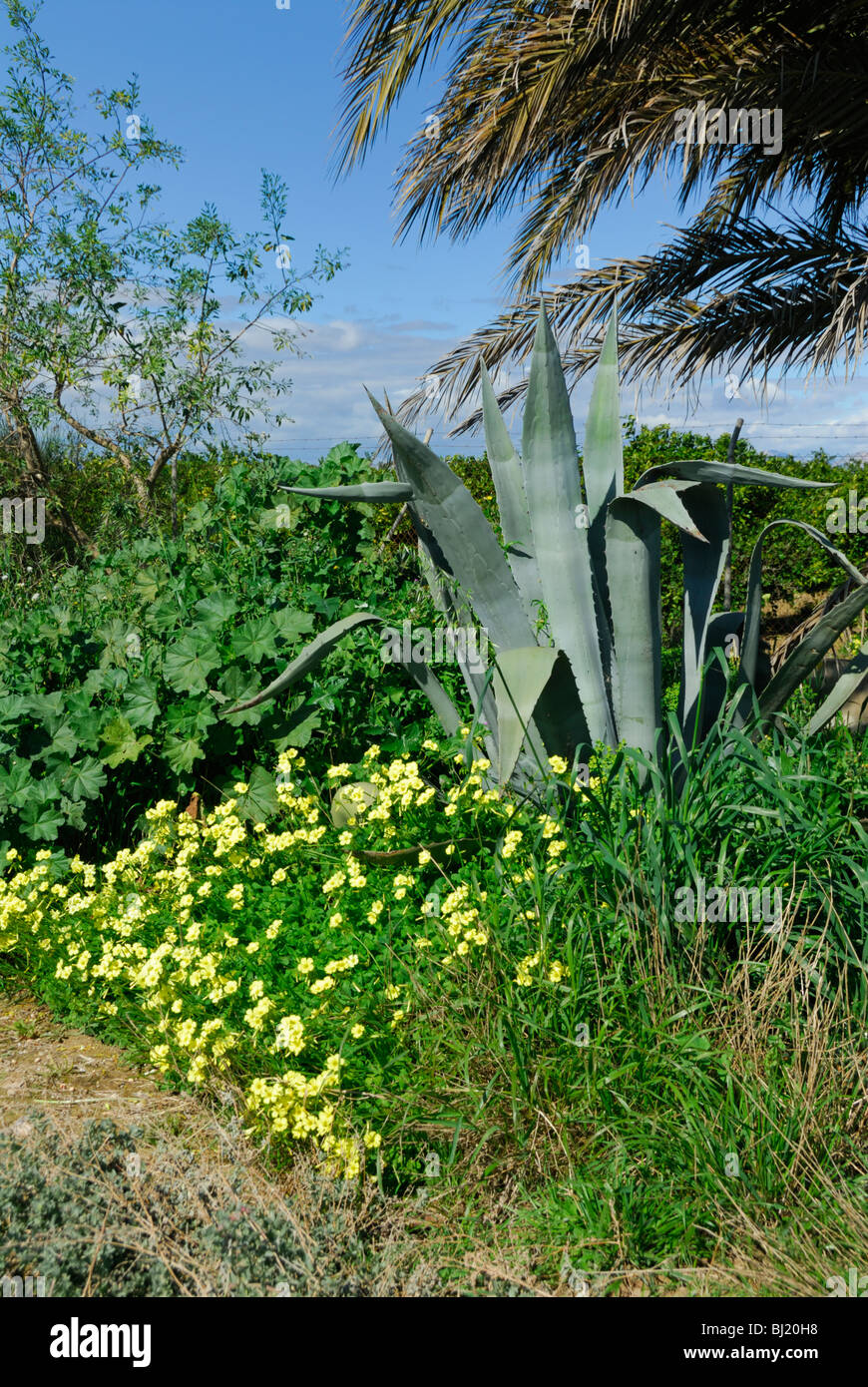 Aloe Vera plant and Wild Flowers on banks of Segura River Stock Photo