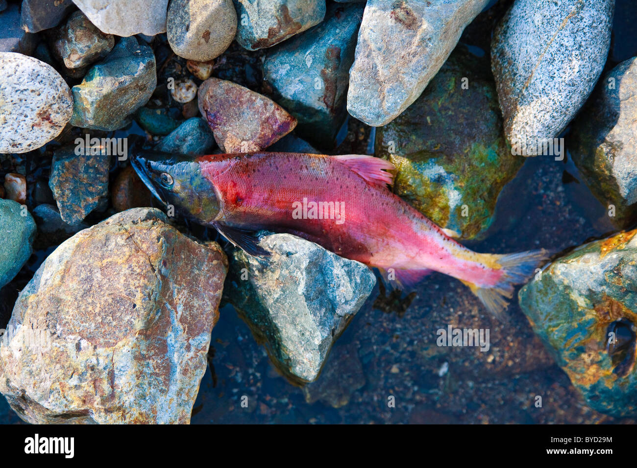 Red sockeye salmon dead among river rocks after spawning. Stock Photo