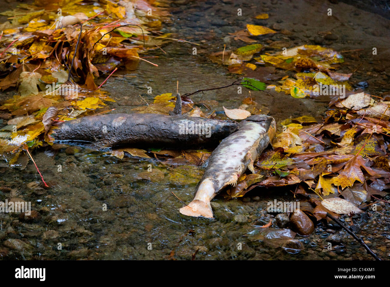 Journeys end, salmon carcasses after spawing at Hyde Creek Nature Area, Port Coquitlam, BC, Canada Stock Photo