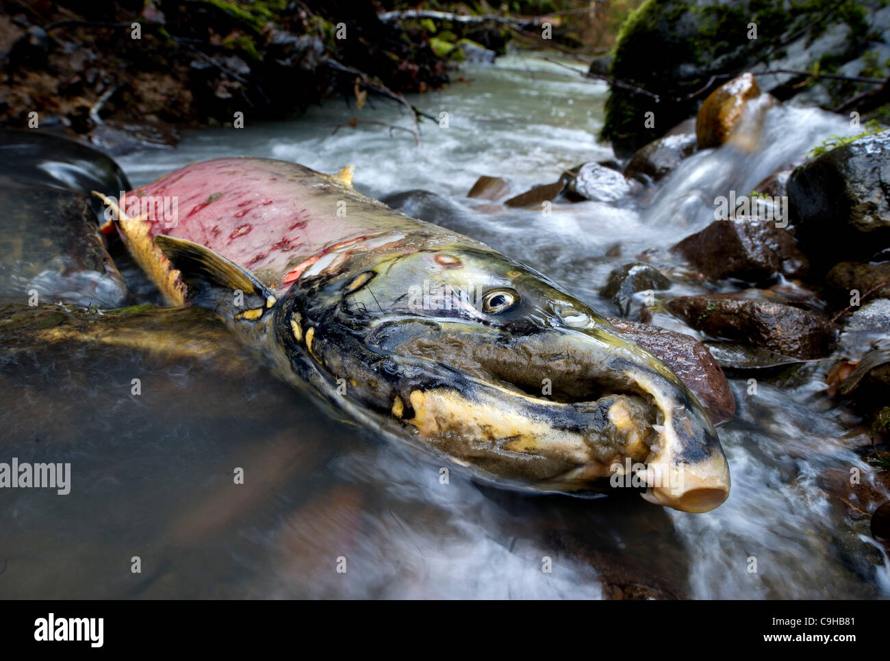 Jan. 4, 2012 - Glide, Oregon, U.S - A wild Oregon coast coho salmon lies dead in the shallows of Honey Creek after spawning near Glide. The salmon died after its long migration from the Pacific Ocean to the small creek in the foothills of the Cascade Mountains. (Credit Image: © Robin Loznak/ZUMAPRES Stock Photo