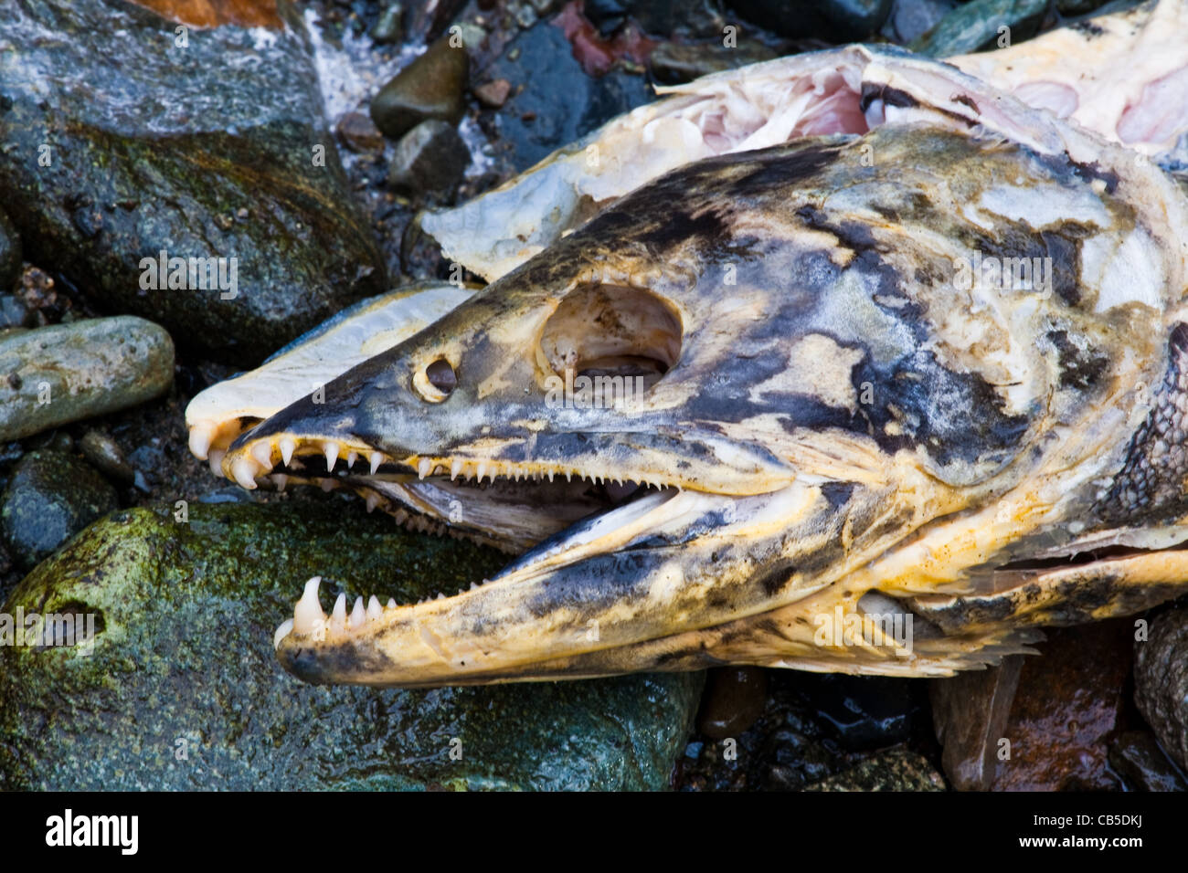 Close-up image of a dead Salmon after spawning Stock Photo