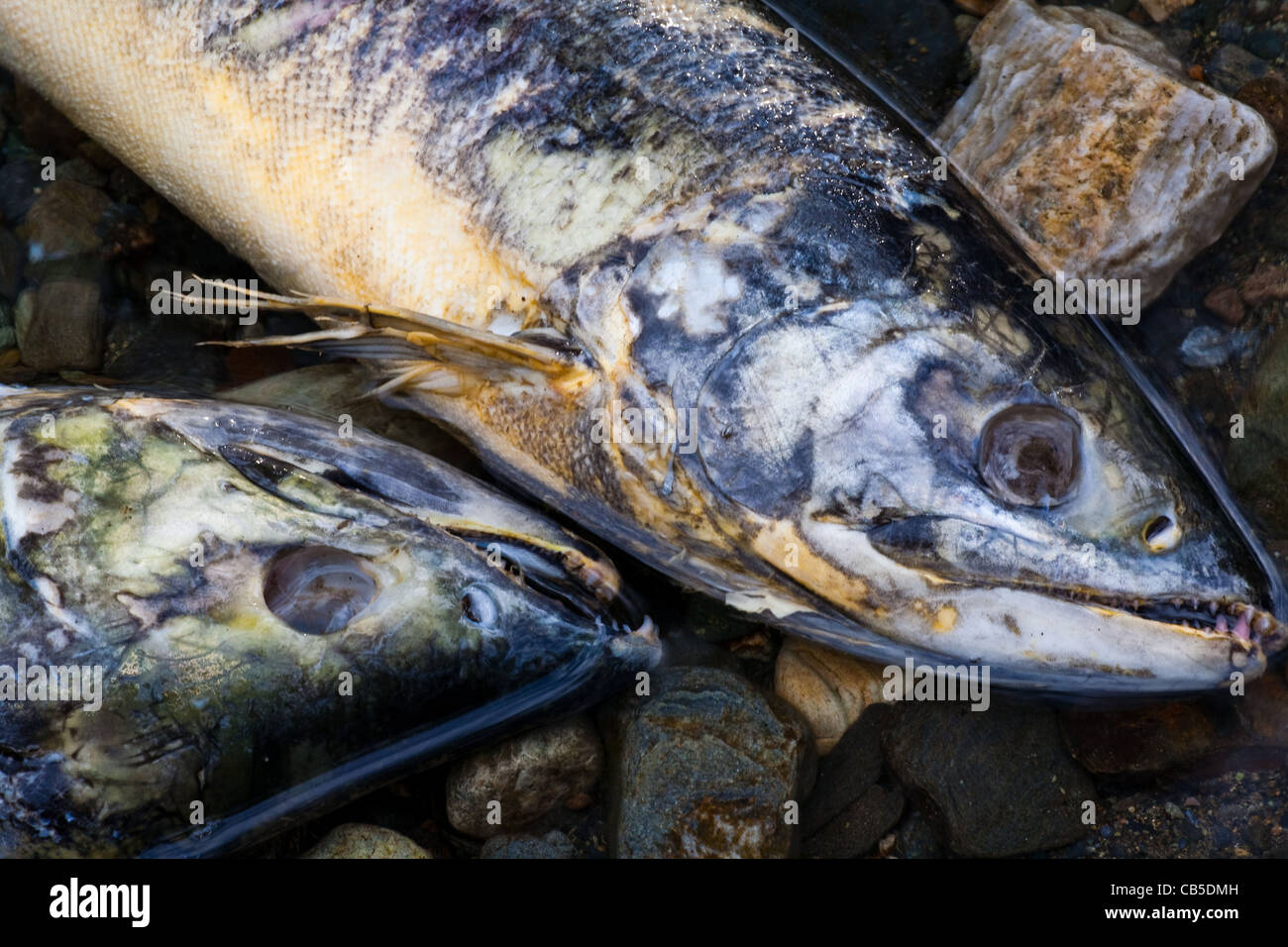 Two dead Salmon on a river bank after spawning Stock Photo