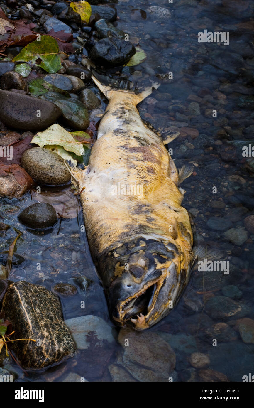 A large male Chum Salmon lies dead in the river after spawning Stock Photo